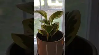 The Power of Plants for Wellness #love #plants #calmenergy #houseplants #calmnessinmotion#wellness