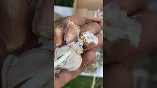 Leek moth on garlic.