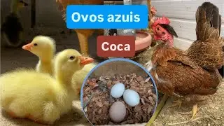 Mostrando nossa baia de Mini garniz&eacute; de ovo azul | Ch&aacute;cara dos garniz&eacute;s 