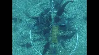 Baited Underwater Video from Kāpiti Marine Reserve