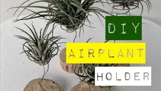 DIY Airplant Holder... Materials found at home.. #airplantholder #diyholder #tillandsia