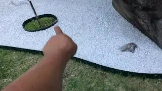 Costo $$ Poni&eacute;ndole piedras al jard&iacute;n de adorno pasto /how much cost to put small stone on the yard