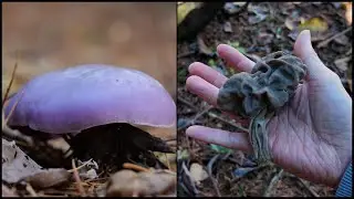 ムラサキシメジ初物／クロノボリリュウ初実食 Helvella lacunosa 20241025