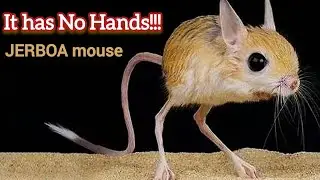It has NO hands?! Meet the jumping desert mouse 🐭😳🦘| JERBOA