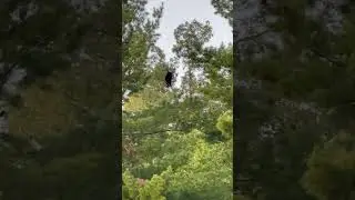 Black bear up in a tree while fishing ￼