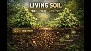 Regenerativer Cannabis-Anbau mit Living Soil: +30 % Terpene durch Bodenleben