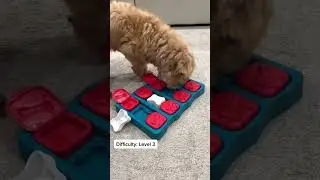 The Best Dog Enrichment Toys & Puzzles (PART 2) #petshorts