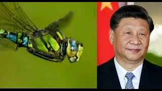 Libelle, libelulla, libelulle, бабка, ważka, laumžirgis, spāre, xi jinping, cyenea aeshna