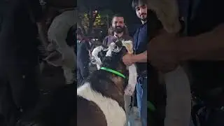 INDIA&rsquo;s BIGGEST GOAT COLLECTION OF OWAIS KAGZI | KOTA COLLECTION