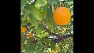 Mountain View Cottage - orange tree