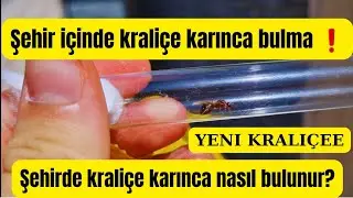şehirde kraliçe karınca nasıl bulunur? şehir içinde kraliçe karınca bulma ! nerelere bakmalısınız?