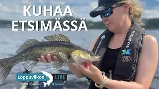 Loppuviikon LivE: Kuhaa etsimään