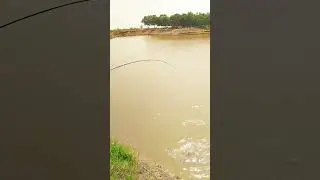 Fishing video💚 subscribe please #fishing #video #foryou #viral #shorts @Fishdomworld @KaalFisher