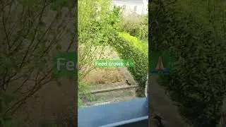 Feed Crows everyday & lessen your karmic debts #shorts #nature #birds #crow