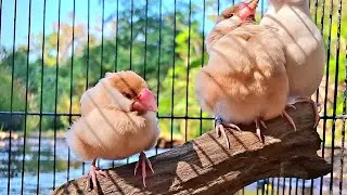 The sound of birds in the forest is relaxing.Java sparrow sound. 