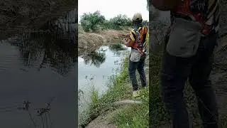 Casting haruan sf cicak hijau🎣#haruan #shortvideo #snakhead