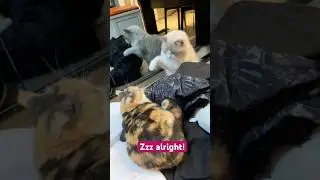 The best acting lessons #cat #cute #funny #cutecat #highlights #funnycats