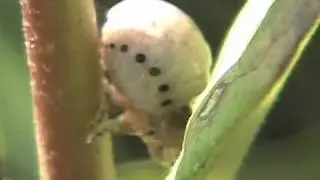 Milkweed Leaf Beetle