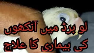 lovebirds eye infection treatment #lovebirds #lovebird #parrot #parrots #viral #video  #parrotvideo