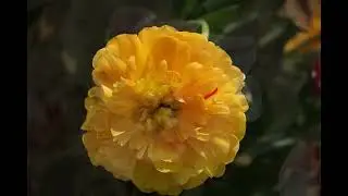 2025 04 12 Tulipani a Scorzé