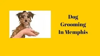 Dog Grooming In Memphis
