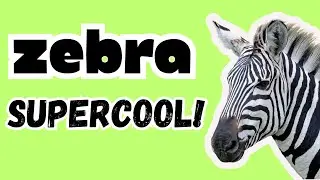Zebra Adventure - Fun Facts for Kids!
