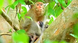 Congratulation ! Monkey Just Giving Birth Today In Carbsila Troop.