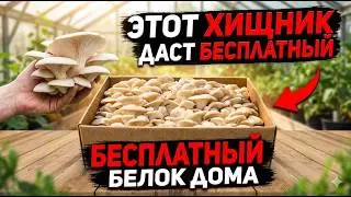 Выращиваю бесконечный белок в коробке и собираю урожай каждые 7 дней без сложной подготовки