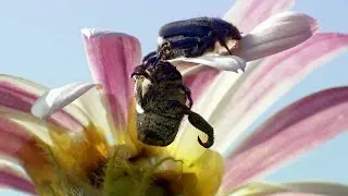 Beetles Brawl for Female Attention | Africa | BBC Earth