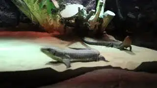 The Two Iguana Roaming