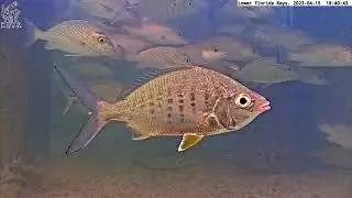 Our Pet Mojarra Posing in the Lower #FloridaKeys