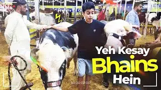 MANDI MAIN ANOKHAY JANWAR!