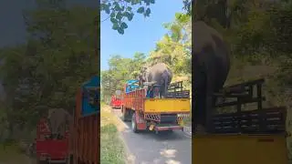🐘 Meenadan Spotted on the Road