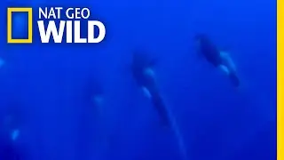 The Rare Type D Orca Filmed Underwater For The First Time | Nat Geo Wild