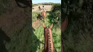 Hunting on an exracehorse is not for the weak! #horse #equestrian #hunt #hunting #draghunt