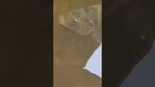Tilapia protecting their young inside their mouth.