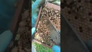 Introduire une cellule royale