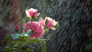 Voices of Nature: Choral Beauty & Motivational Wisdom  ☔️