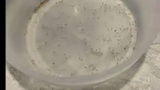 Bugs in rice! Check your raw rice for bugs.