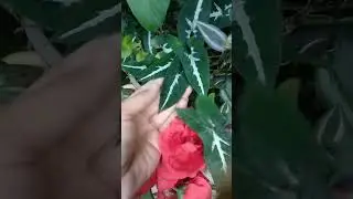 #flowers #ulatbayan #aglonema #bunga #cute