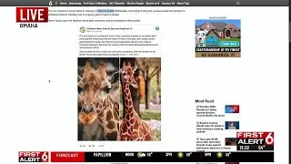 Omaha zoo says ill giraffe euthanized