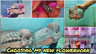Buying new flowerhorn from kolathur | எதை வாங்குவது