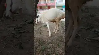 Beautiful Sheep 🐑😍 #mandi#mandi2023 #sheep #goat #eid #mandiupdate #cowmandi #bhattachowkmandi