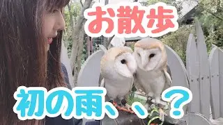 メン兄弟が一緒にお散歩！が、途中で雨、、傘はない。