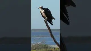 Osprey Hawk Bird on branch #nature #wildlife #hawk #osprey #bird #branch #beautiful HA28704