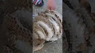 What's Inside a Paper Wasp Nest? Close-Up Discovery🐝🐝