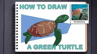 How To Draw A Cartoon Green Sea Turtle