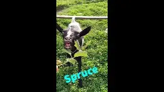 Goat obstacle course challenge #2