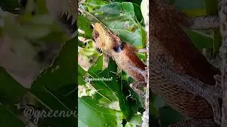 🌈Color Changing Oriental Green Garden Lizard,💚🦎🐊 Colorful Reptile Lizard🦎 (Calotes calotes) #shorts🧿