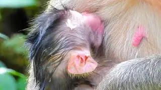 Monkey Jill Joyfully Welcomes a New Member to Her Family